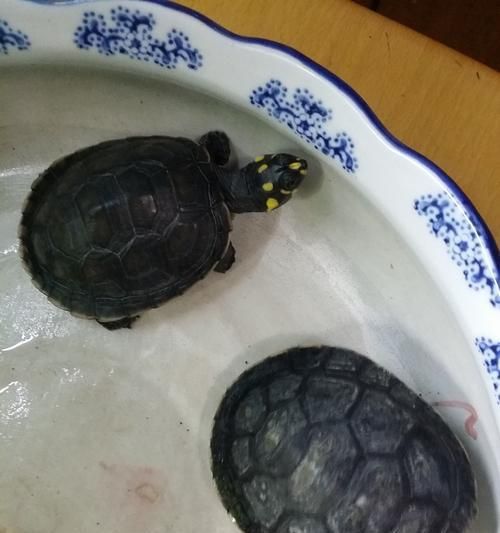澳洲短颈龟的全面饲养指南（掌握饲养技巧，让龟宝宝健康茁壮成长）