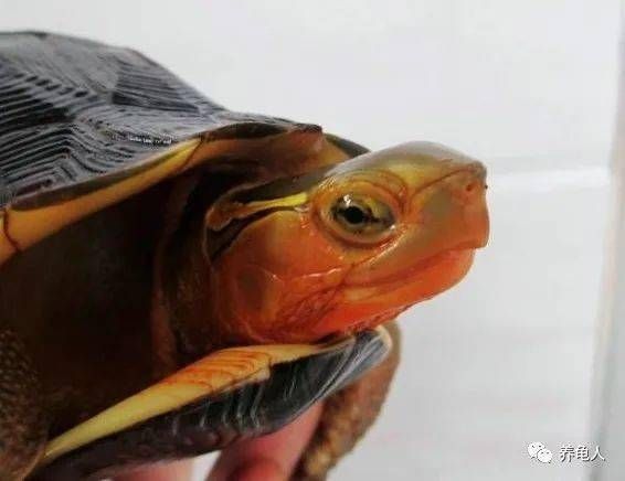 宠物龟拒食怎么办？快速解决攻略
