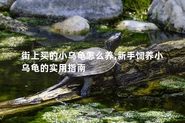 街上买的小乌龟怎么养,新手饲养小乌龟的实用指南