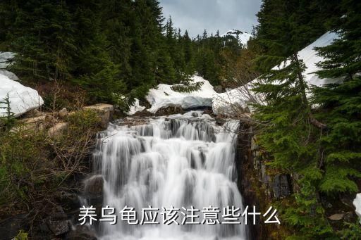 养乌龟应该注意些什么
