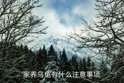 家养乌龟有什么注意事项