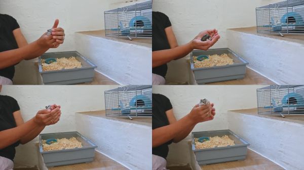 一个人在温馨的家居环境中抱着一只小宠物仓鼠，旁边是笼子和垫料盘，强调宠物护理和家庭生活。