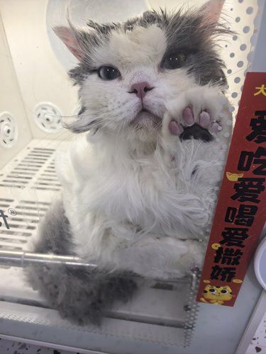 喵星人的福音