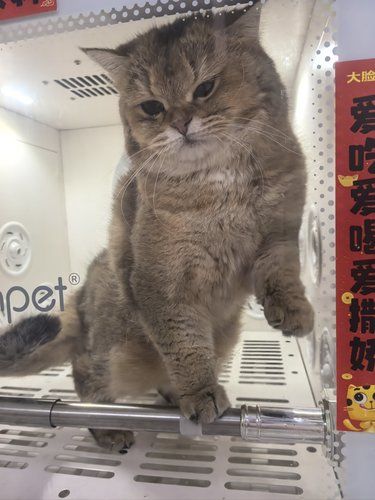 超级nice的宠物洗澡体验