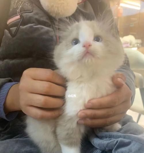 如何判断宠物猫是否有坏习惯（了解猫咪的行为习惯）