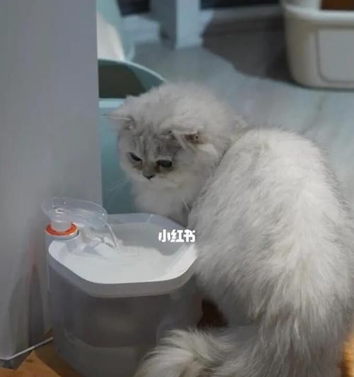 如何判断宠物猫是否有坏习惯（了解猫咪的行为习惯）
