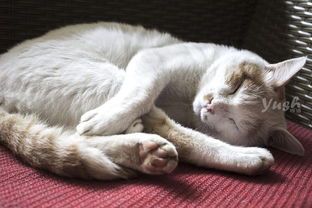 六个月小猫饮食：营养均衡，科学喂养