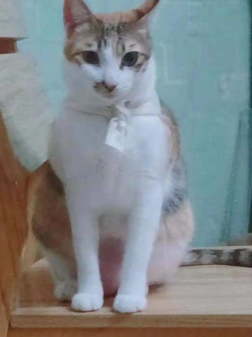 科学喂养七个月小猫，如何确保营养均衡？