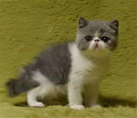 宠物猫快速健康成长，关键营养均衡。