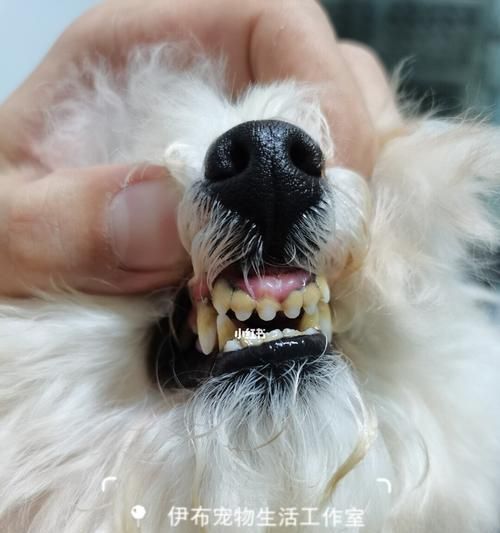 宠物每天喝水量须知！（掌握合适的宠物饮水量，关注宠物健康）