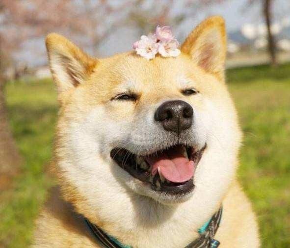 柴犬饮食指南,宠物主人必看