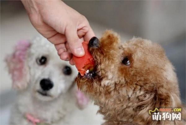 狗狗吃什么食物最好？三个“不要”请谨记！