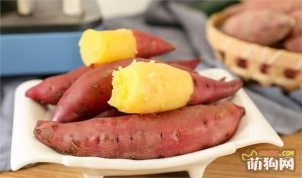 狗狗吃什么食物最好？三个“不要”请谨记！