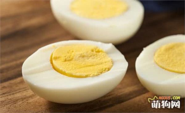 狗狗吃什么食物最好？三个“不要”请谨记！