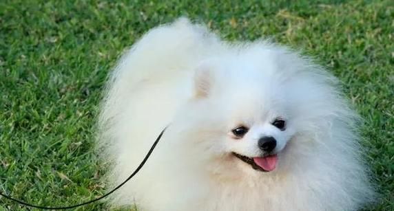 如何科学喂养你的博美犬（从健康饮食到日常护理，打造快乐的生活）