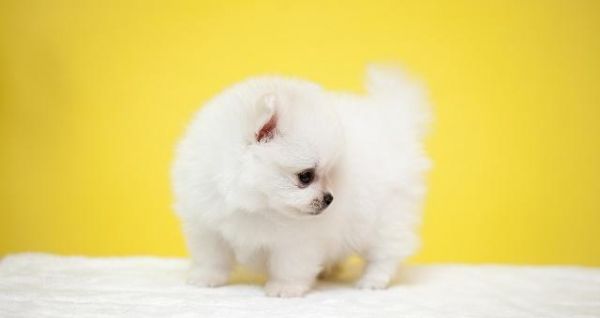如何科学喂养你的博美犬（从健康饮食到日常护理，打造快乐的生活）