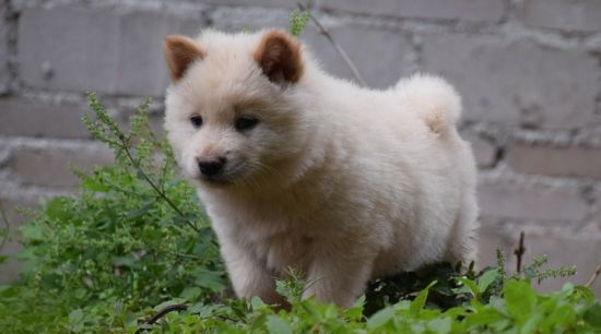 中华田园犬吃什么？一起来看看