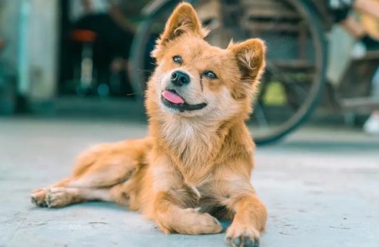 中华田园犬吃什么？一起来看看