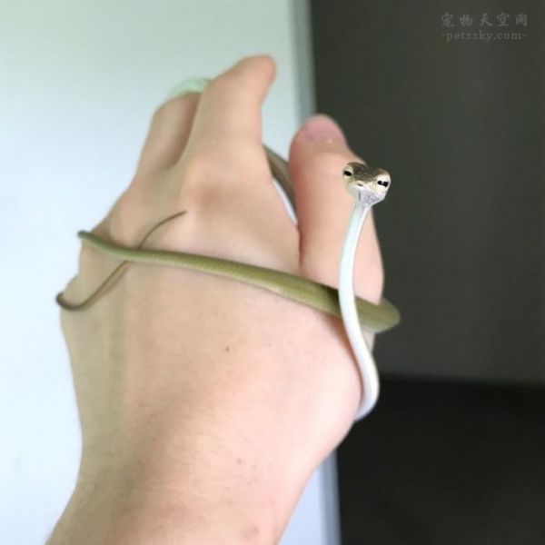 分享一些可爱的小蛇照片（20张）