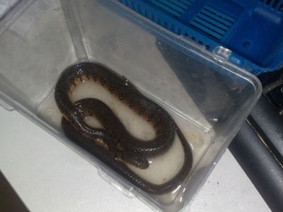 新手买什么宠物蛇好