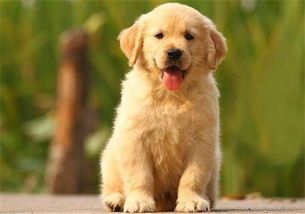 宠物病后康复期细心照料