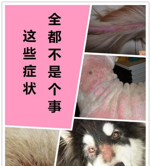狗狗皮肤病能恢复吗？如何有效治疗和预防复发？