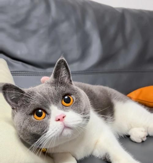 细节决定成败，正确处理猫咪脂肪瘤治疗（细节决定成败）