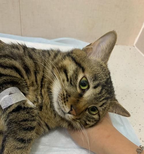 猫咪休克后的康复之路（揭秘猫咪休克康复期的注意事项与方法）