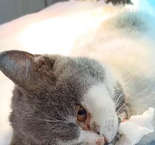 猫咪休克后的康复之路（揭秘猫咪休克康复期的注意事项与方法）