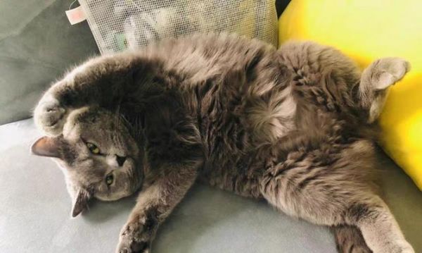 猫咪休克后的康复之路（揭秘猫咪休克康复期的注意事项与方法）