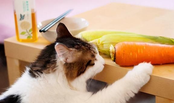 猫咪能吃虾条？揭秘宠物饮食真相