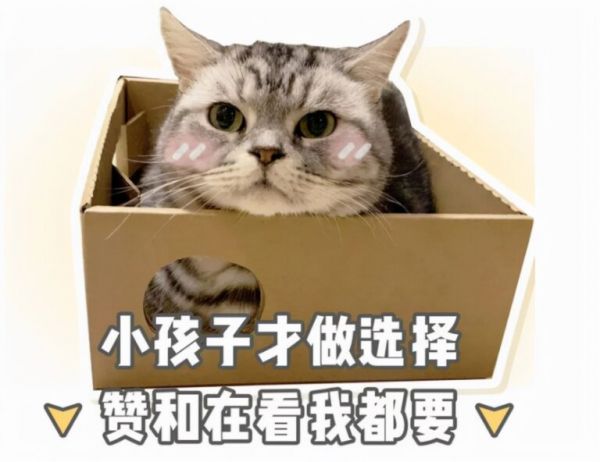 几个适合新手养的仓鼠品种，看看你喜欢哪种