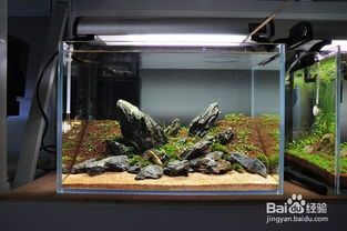 自制鱼缸躲避屋,宠物乐园DIY攻略!