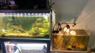 自制鱼缸躲避屋,宠物乐园DIY攻略!