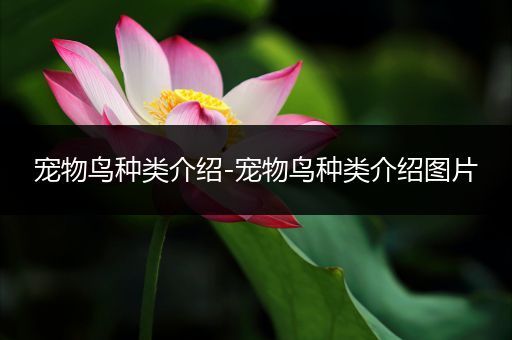 宠物鸟种类介绍-宠物鸟种类介绍图片