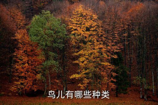 鸟儿有哪些种类