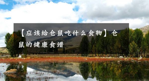 【应该给仓鼠吃什么食物】仓鼠的健康食谱文章配图