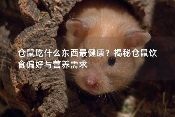 仓鼠吃什么东西最健康？揭秘仓鼠饮食偏好与营养需求