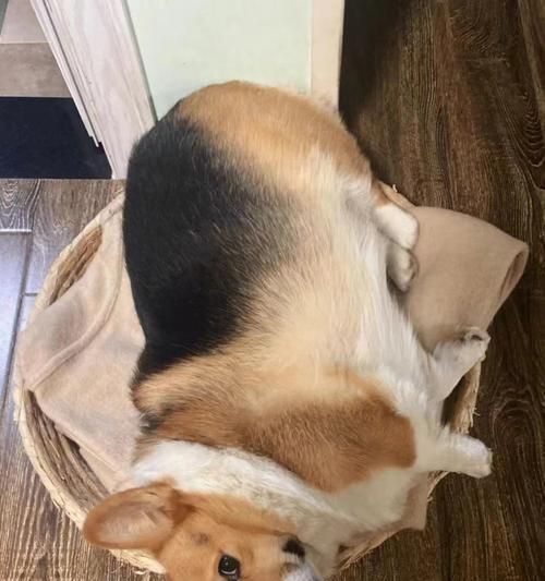 狗狗的饮食管理（了解狗狗的饮食需求，保持健康成长）