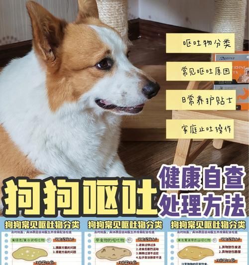 狗狗的饮食管理（了解狗狗的饮食需求，保持健康成长）