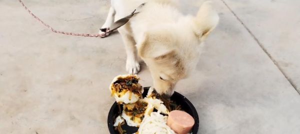 狗狗不吃饭的原因及应对方法（挑食狗狗的坏处与正确的喂养方式）