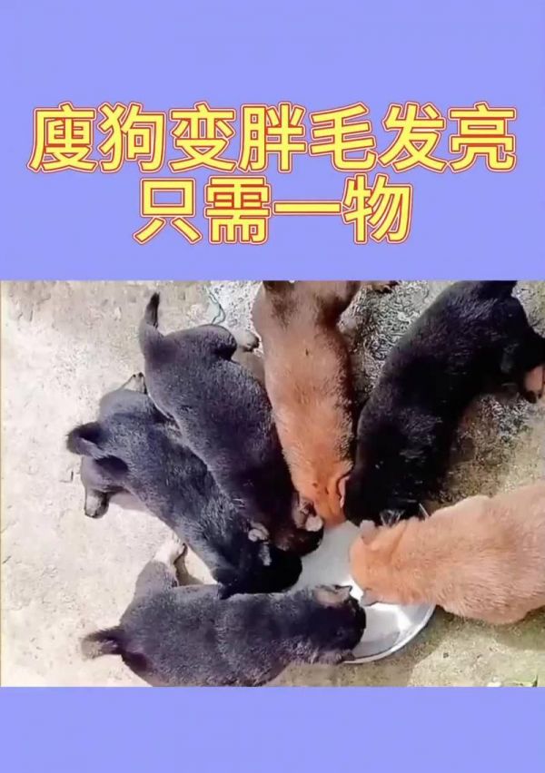 狗狗的饮食需求（为你的成年狗狗提供适当的饮食是多么重要）
