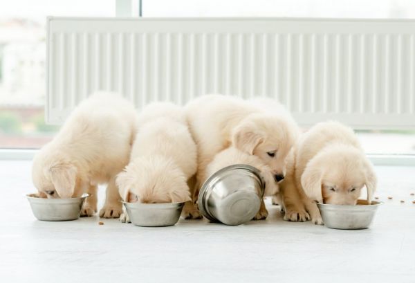 可爱的猎犬小狗在家里用碗吃饭