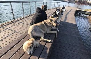 为爱犬挑选健康午餐食谱