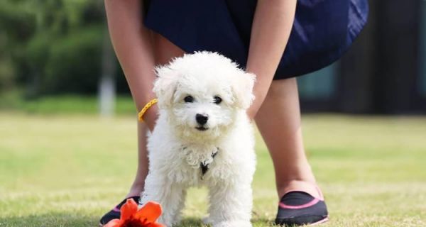 关爱宠物健康，从肠胃开始（狗狗肠胃护理全攻略，让你的爱犬更健康）