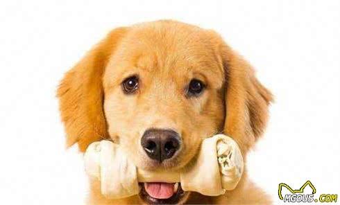 狗狗真的需要补钙吗？什么才是为狗狗补钙的正确打开方式？