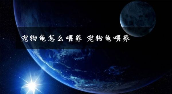 宠物龟怎么喂养 宠物龟喂养文章配图