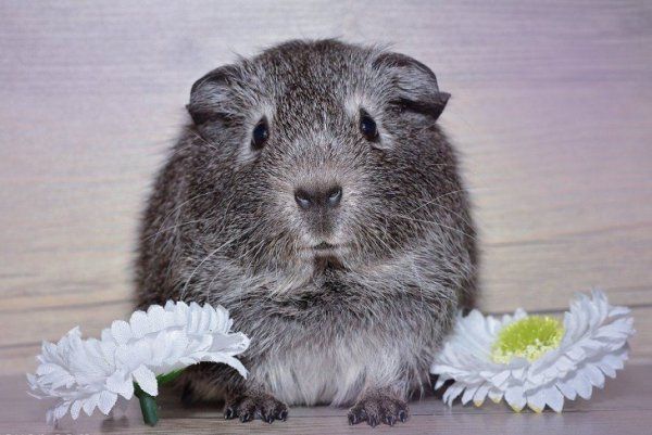 荷兰猪一抱就挣扎怎么办