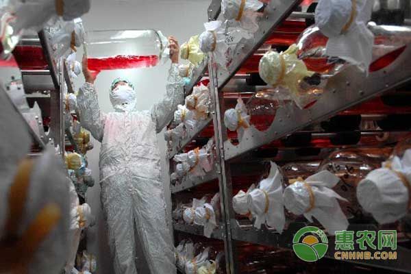 养猪人必须知道的关于猪疫苗的知识！-图片版权归惠农网所有