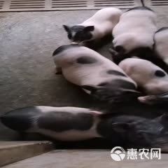 出售农家精品宠物猪 疫苗接种到位，饲养简单，体格健壮规格多样